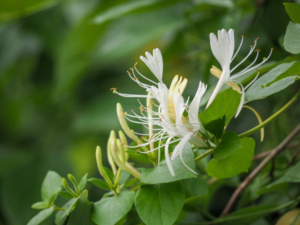 Native honeysuckles (*Lonicera* (native species))