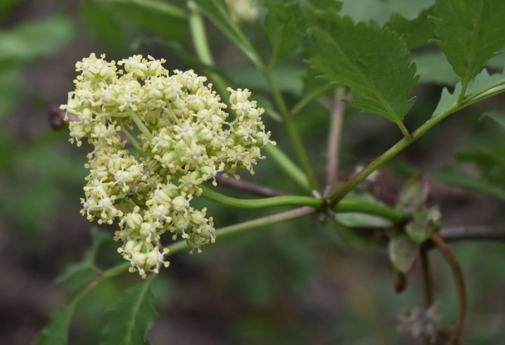 Elderberries (Sambucus spp.)
