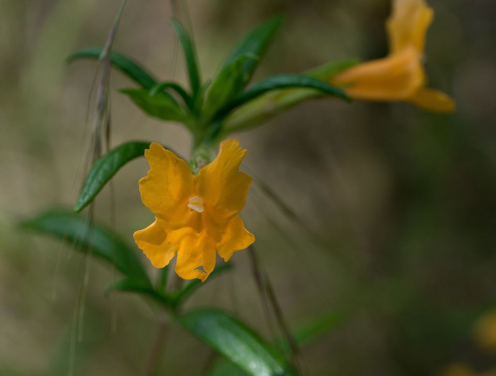 Monkeyflowers (Mimulus spp. & Erythranthe spp.)