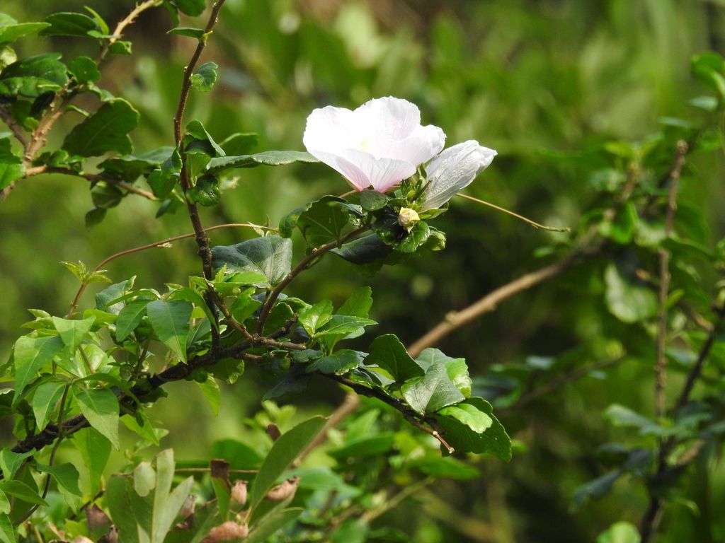 Marsh mallows (*Hibiscus* (native species))