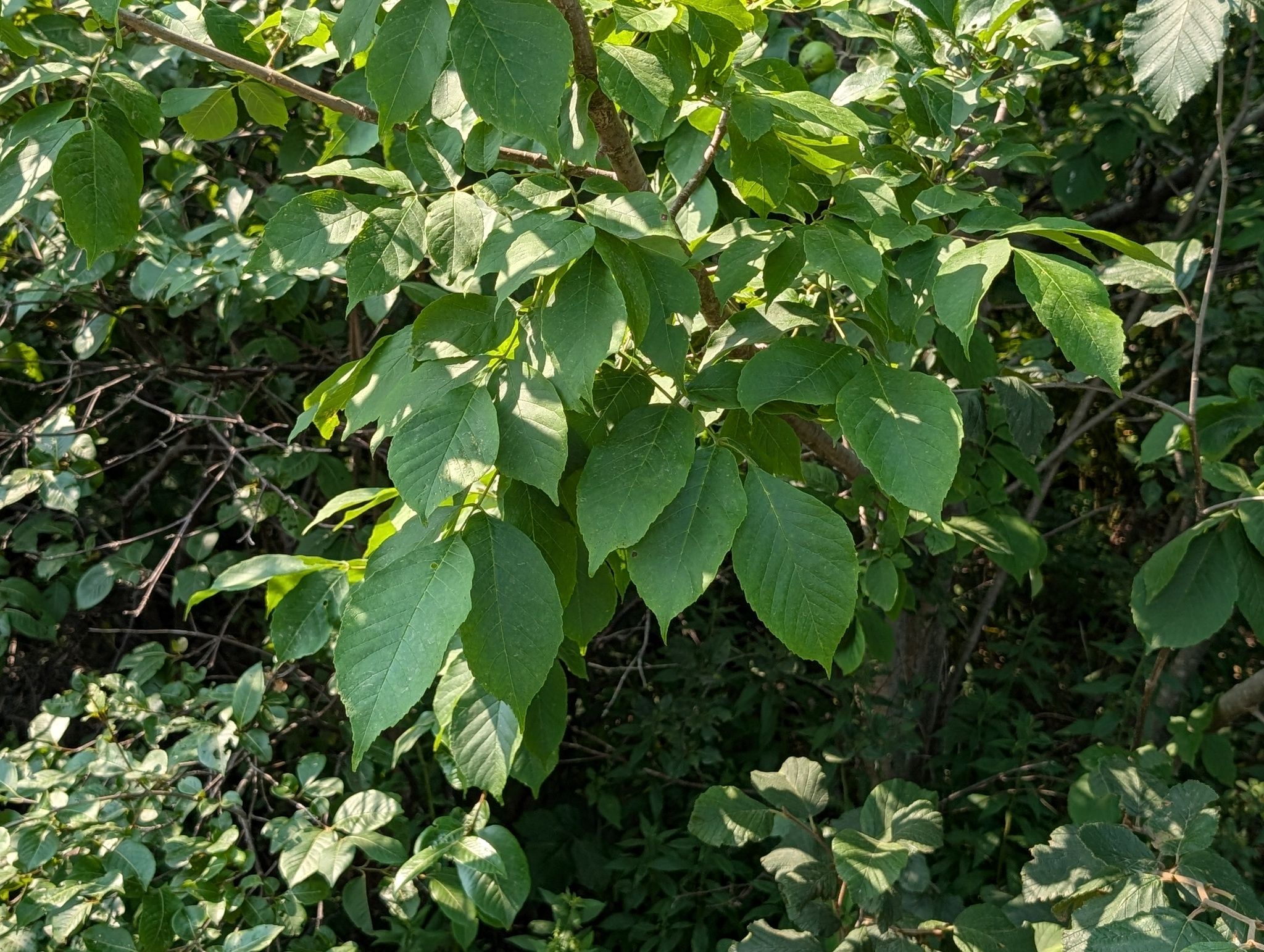 Ashes (*Fraxinus* spp.)