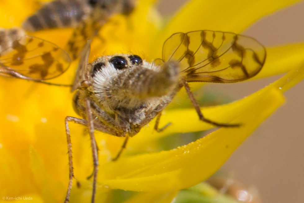 Bee flies (Family Bombyliidae)