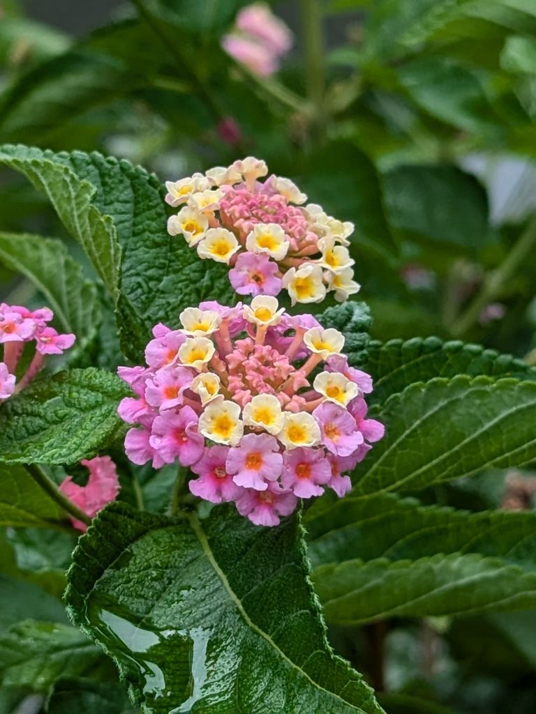 Lantanas (Lantana spp.)