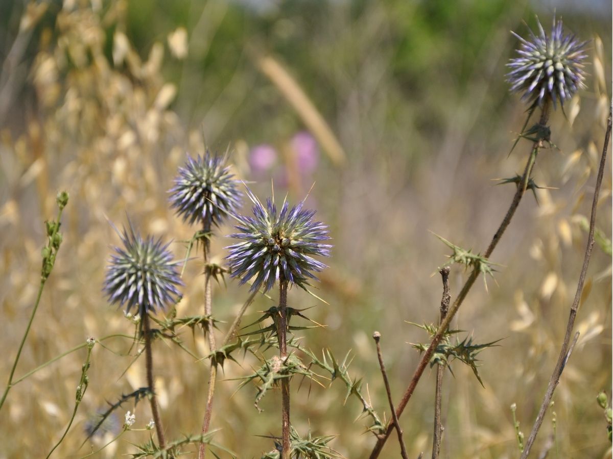 wildflowers-herbaceous-perennials-globe-thistles-native-relatives (4).jpg