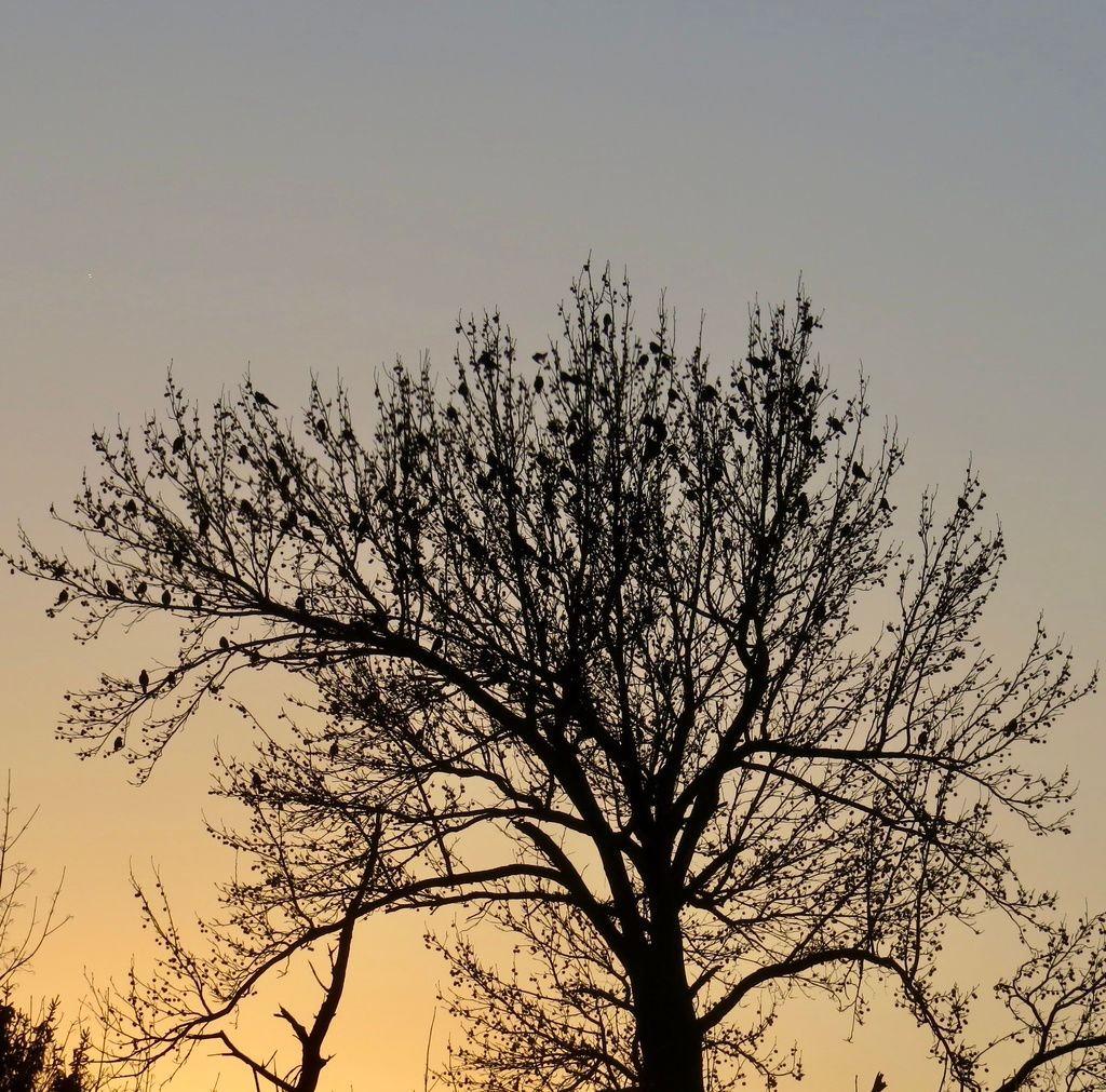 Sweetgum (Liquidambar styraciflua)