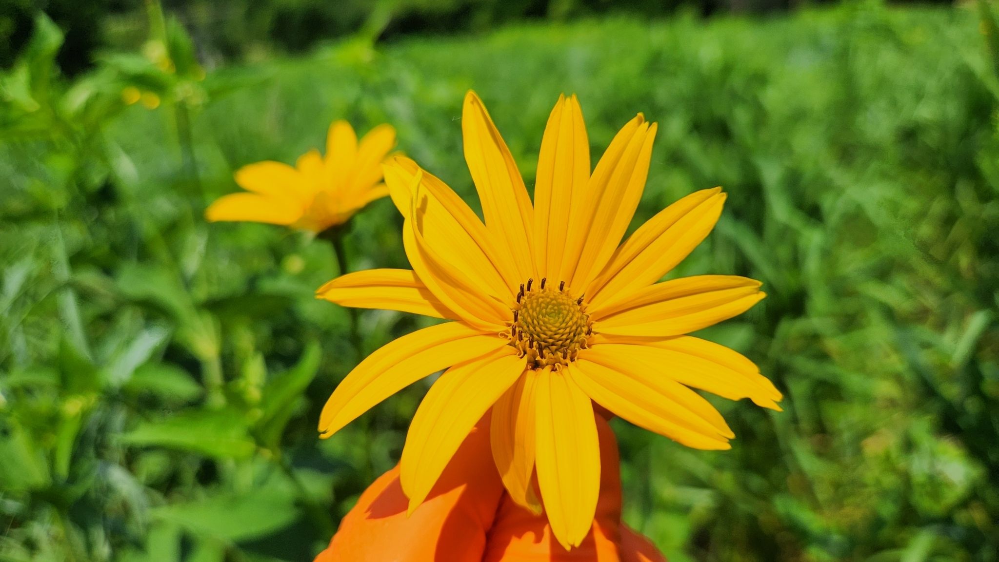False sunflowers (*Helopsis* spp.)