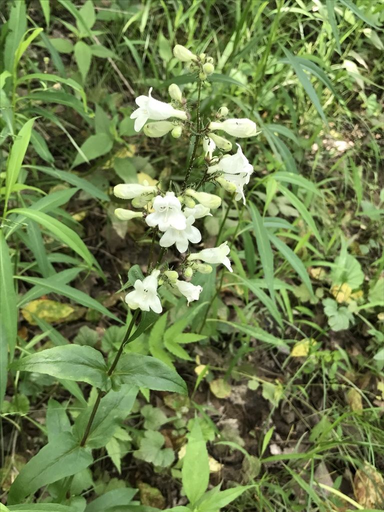 Penstemons (Penstemon (genus))