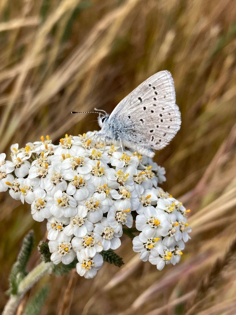 Yarrow (Achillea millefolium)