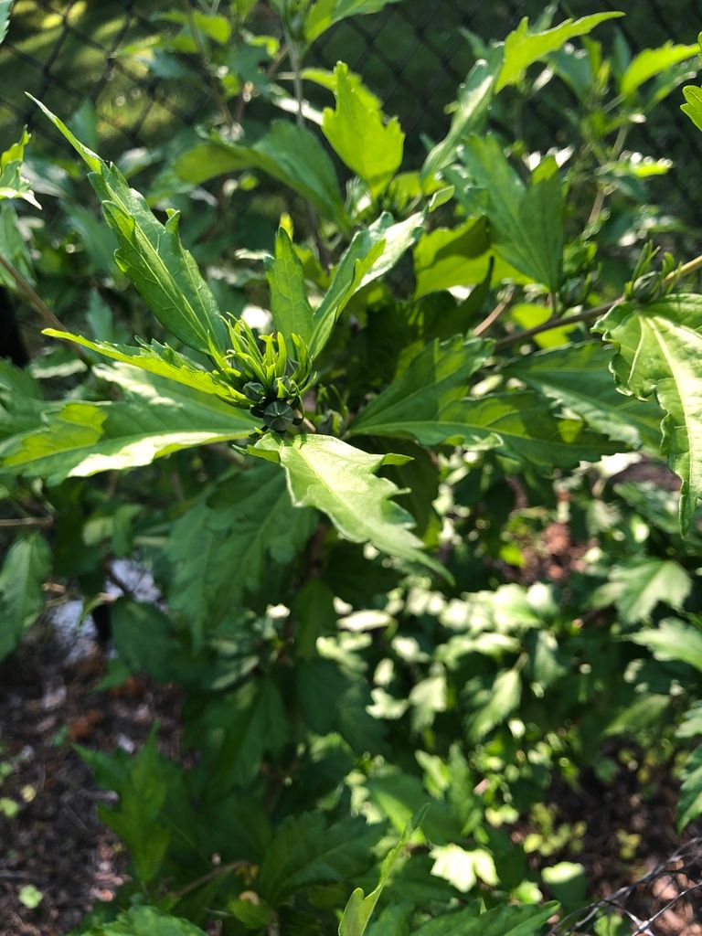 Marsh mallows (regional) (Hibiscus (native species))