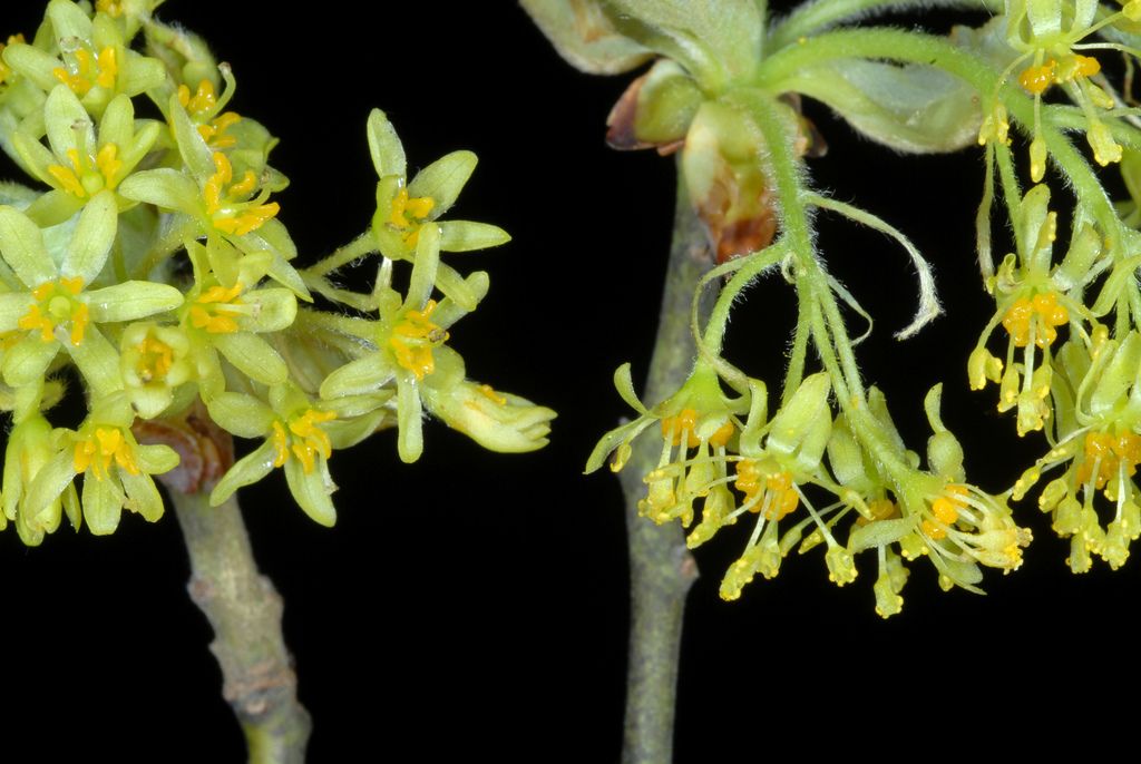 Sassafras (Sassafras spp.)