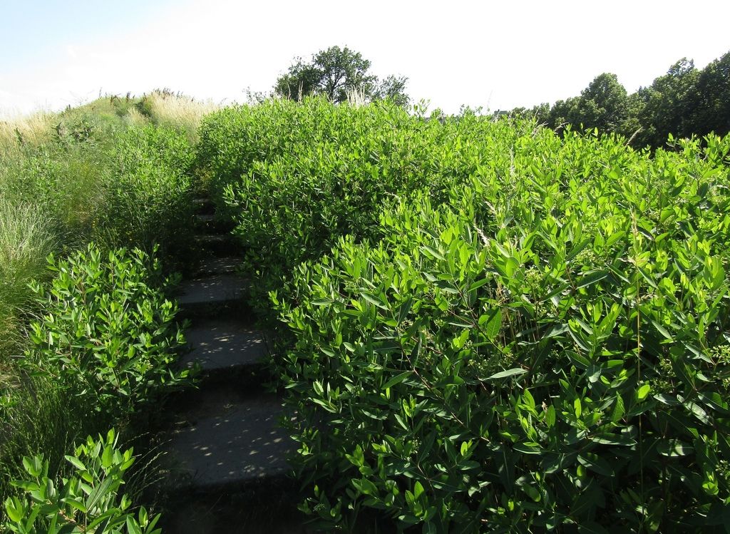 Dogbanes (Apocynum (genus))