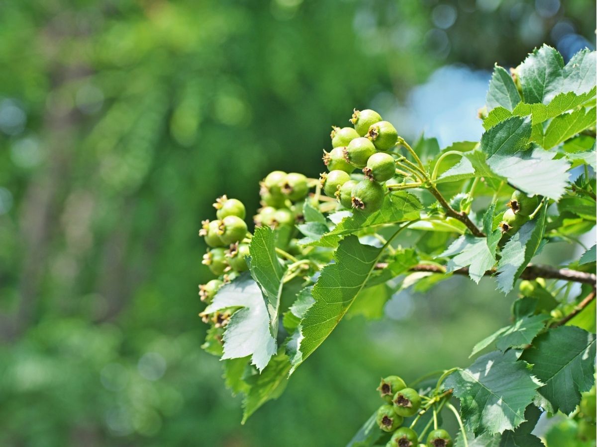 trees-hawthorns (5).jpg