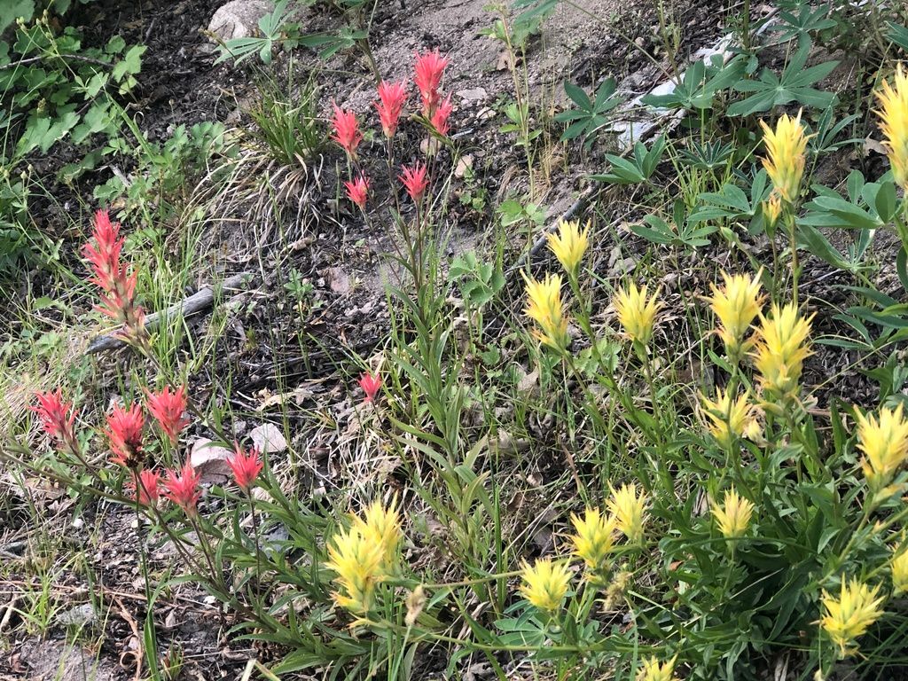 Castillejas (Castilleja spp.)