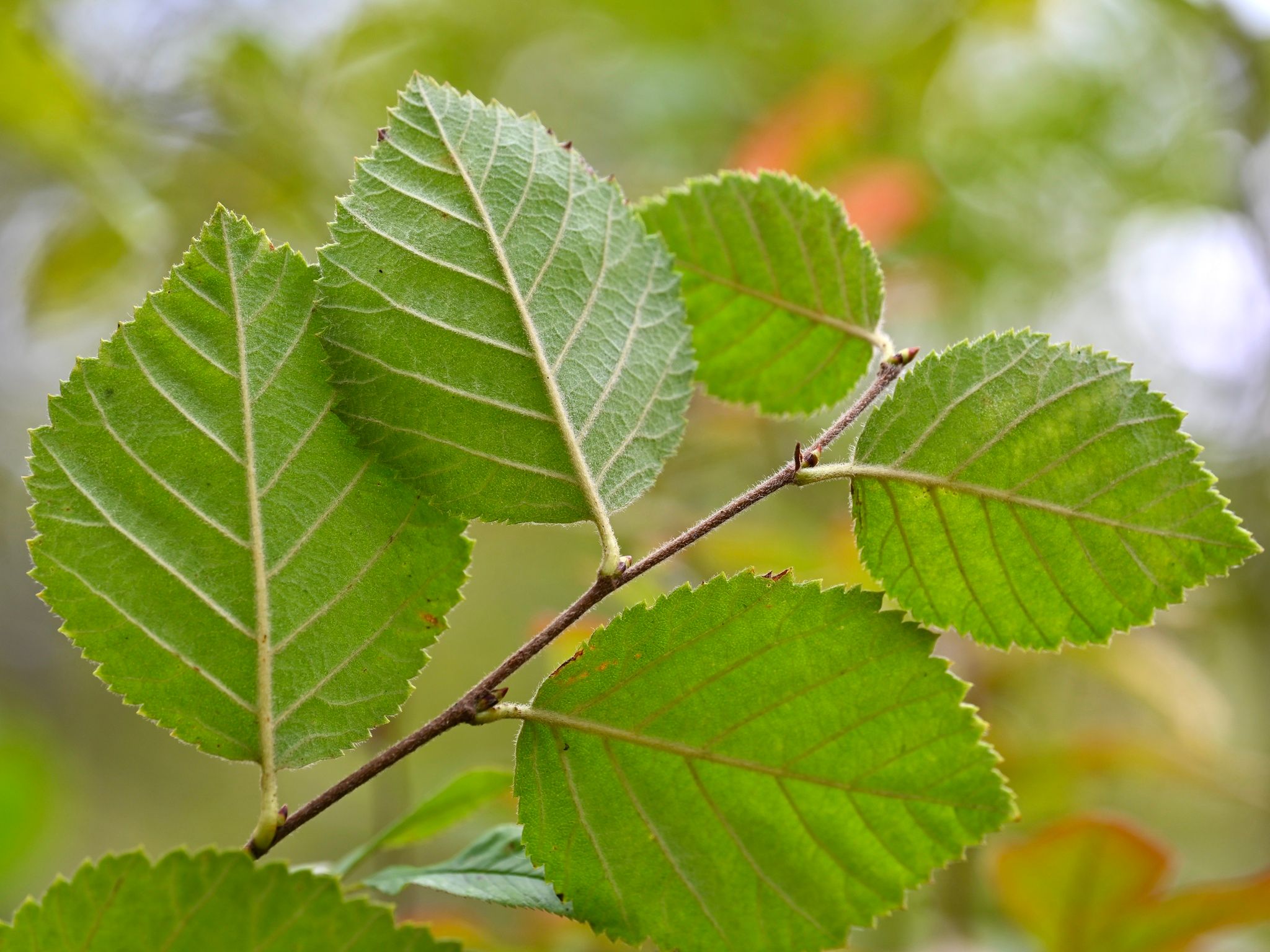 Birches (*Betula* (genus))