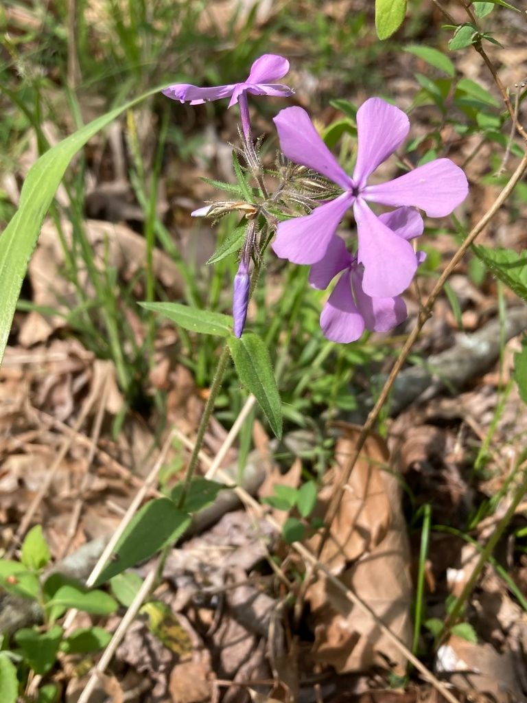 Phloxes (Phlox spp.)