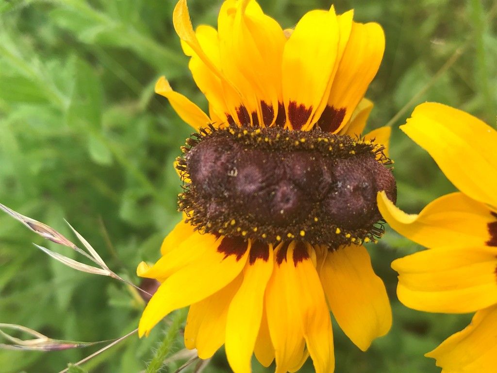 Rudbeckias (Rudbeckia spp.)