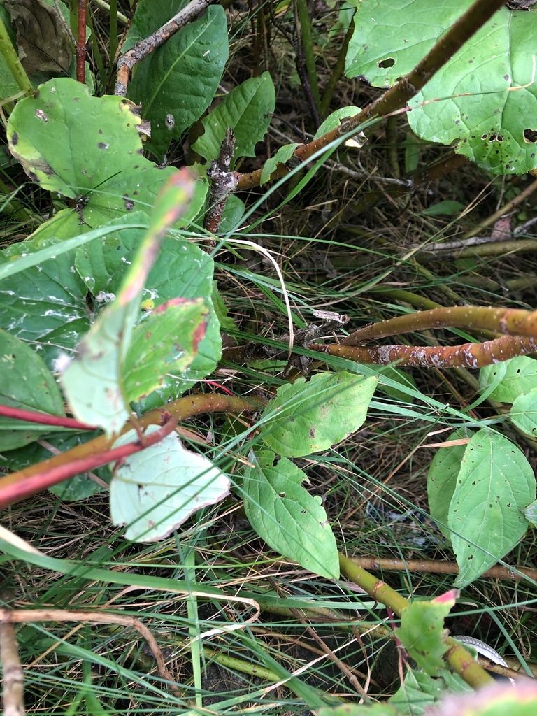Dogwoods (Cornus spp. (shrub forms))