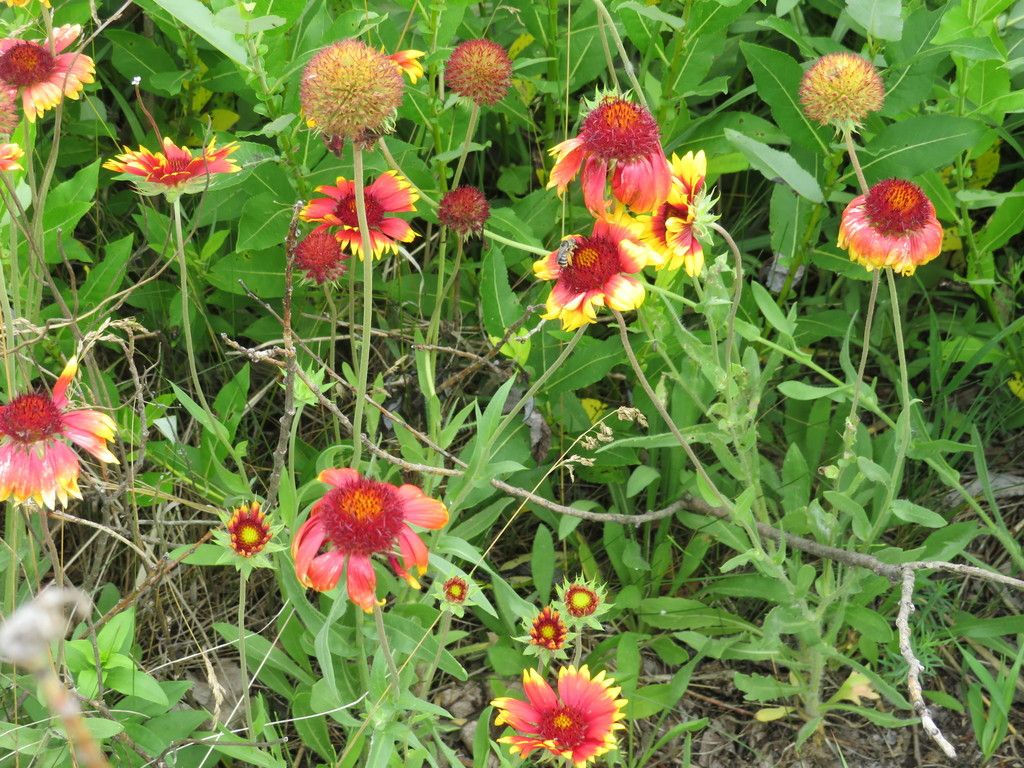 Blanketflowers (Gaillardia spp.)