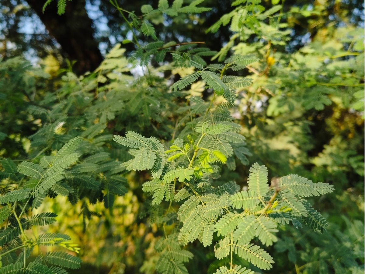 trees-mesquites-arid-regions (3).jpg