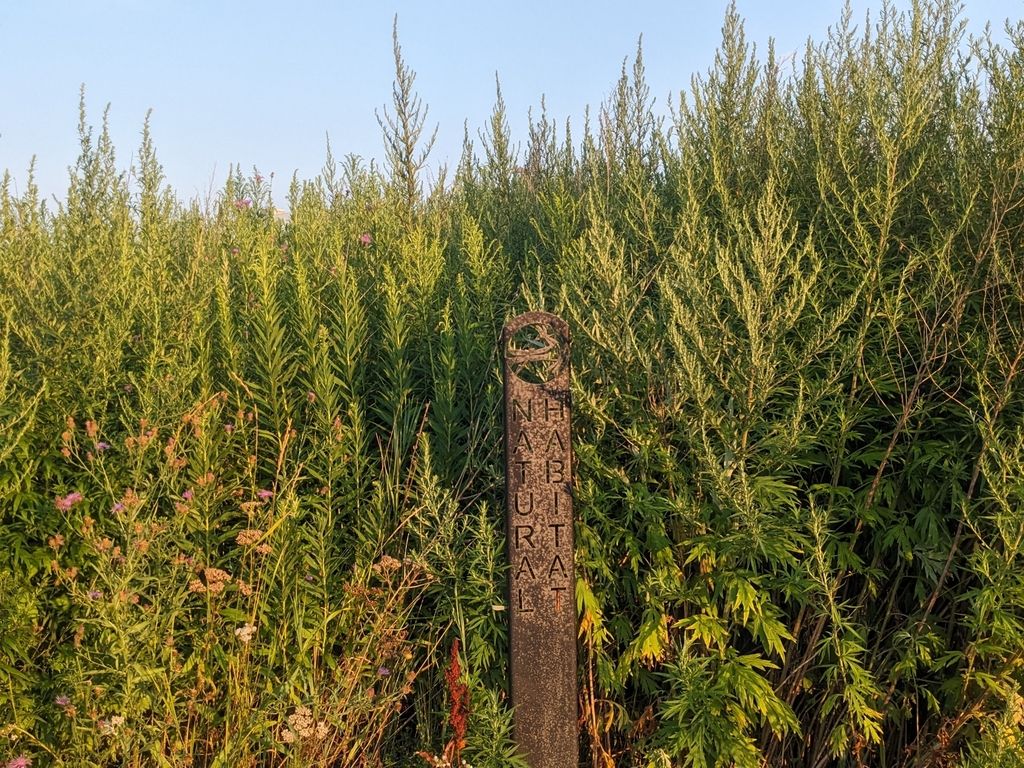 Sagebrushes (Artemisia spp.)