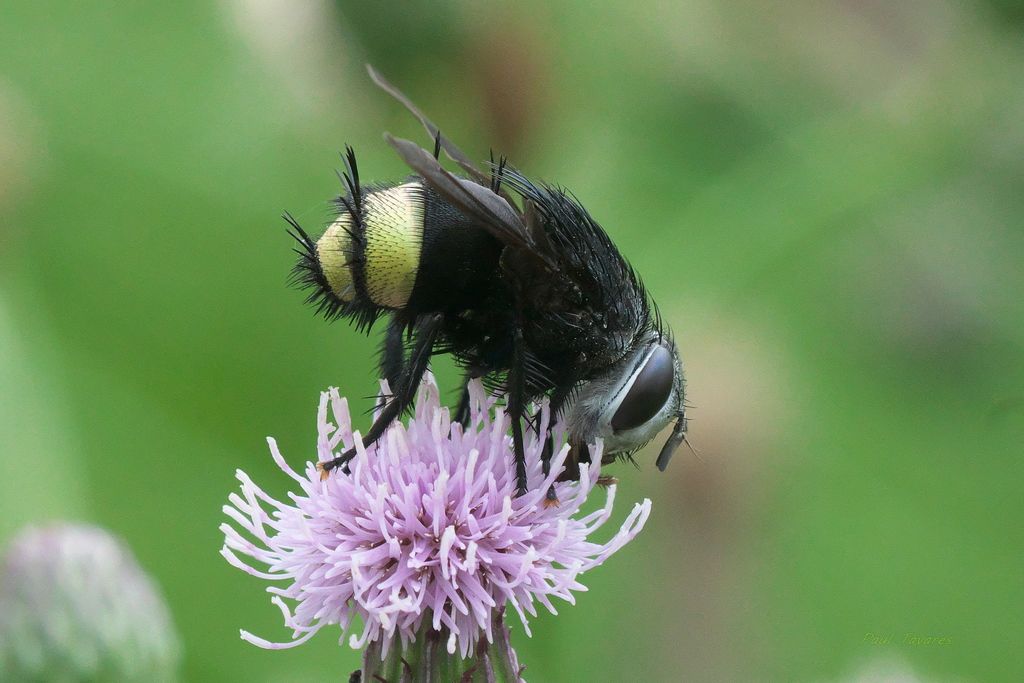 Tachinid flies (Family Tachinidae)