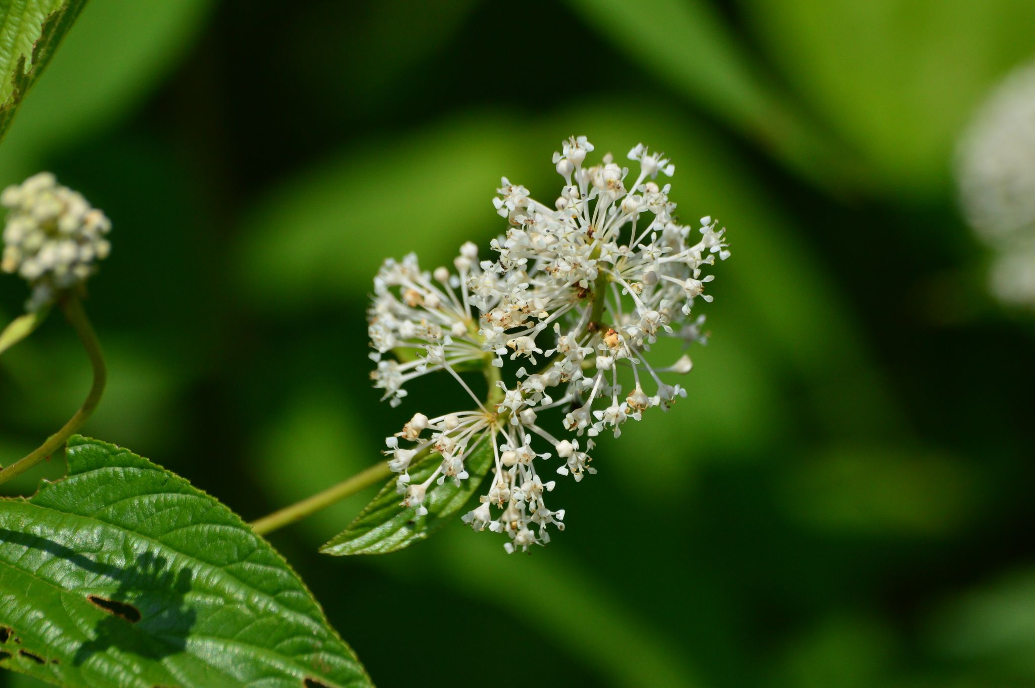 California lilac (*Ceanothus* spp.)