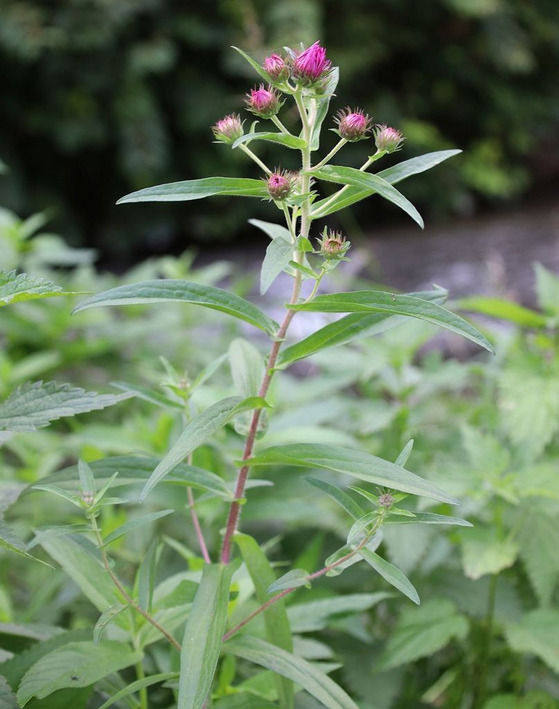 Asters (Symphyotrichum spp.)