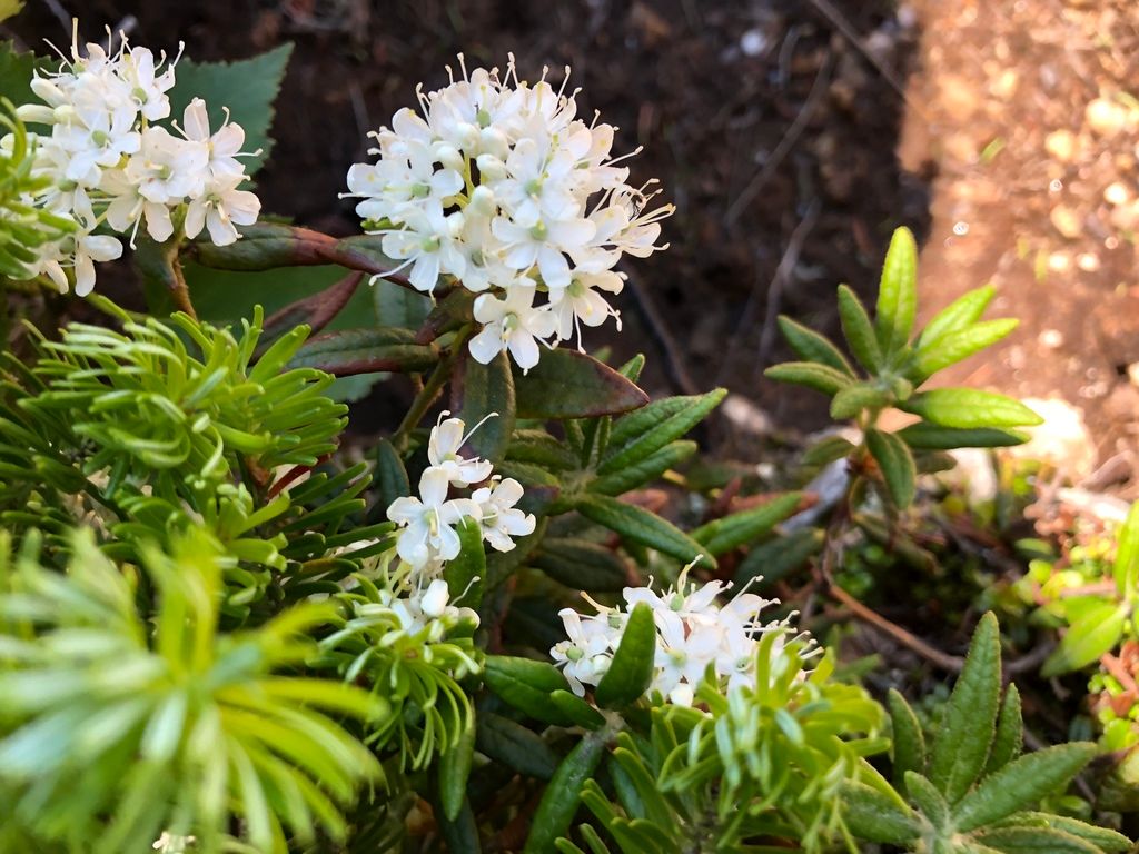 Azaleas & rhododendrons (Rhododendron)
