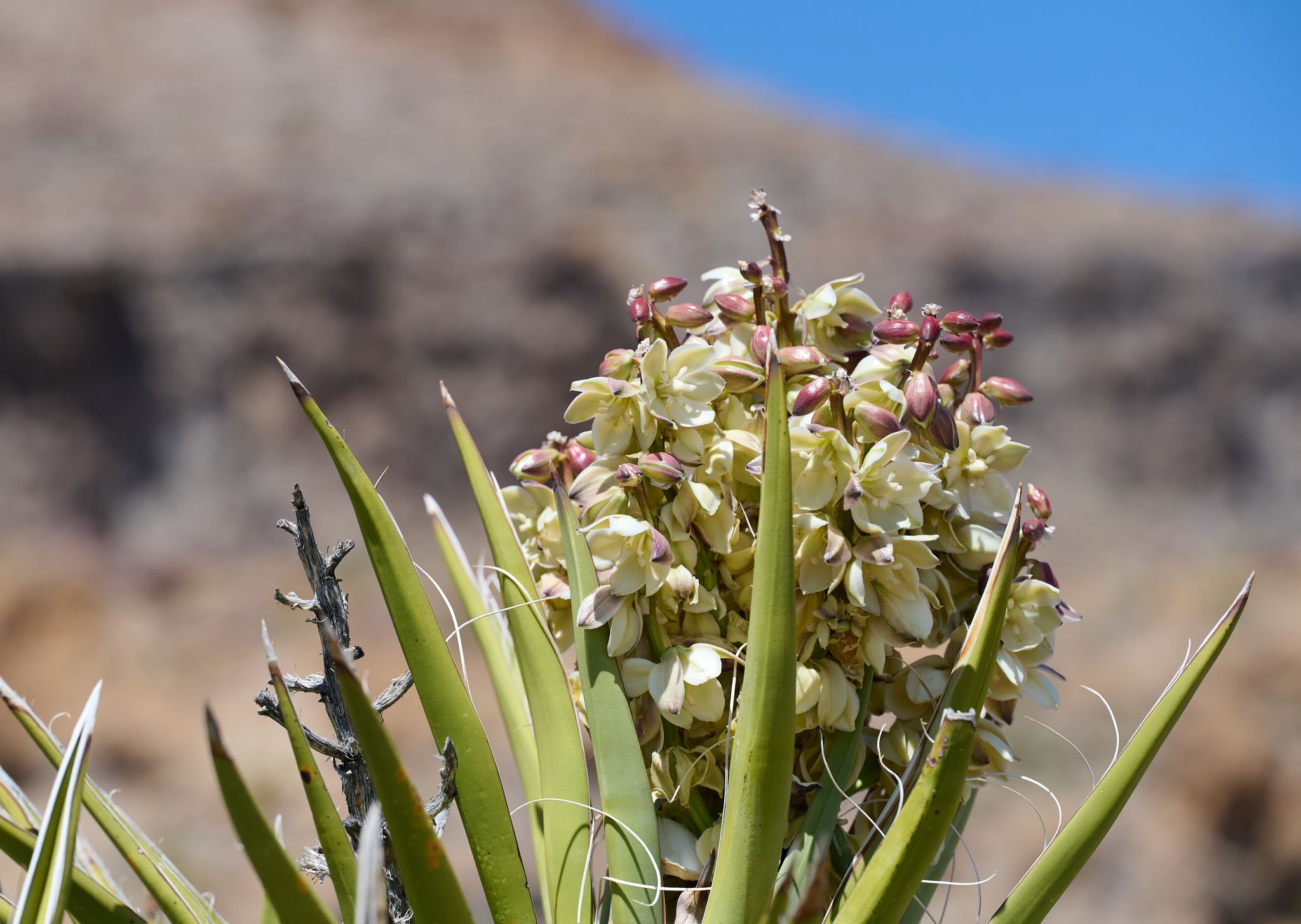 Yucca (*Yucca* (genus))