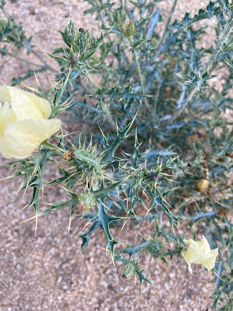 Prickly poppies (Argemone spp.)