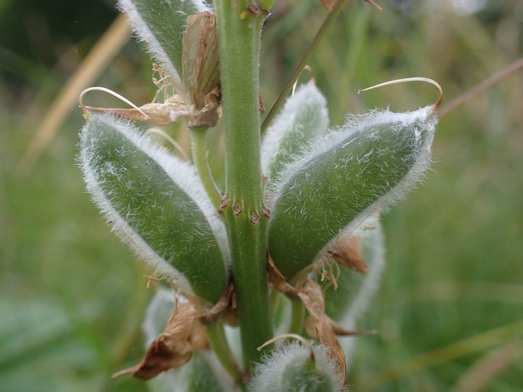 Desert lupines (Lupinus (arid-adapted species))