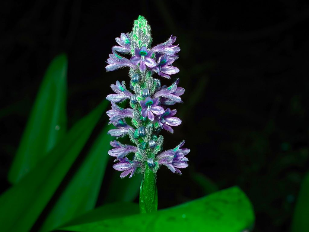 Pickerelweeds (Pontederia spp.)