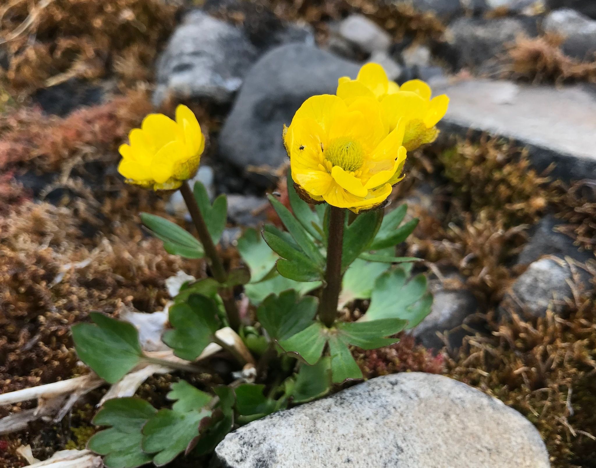 Buttercups (*Ranunculus* spp.)