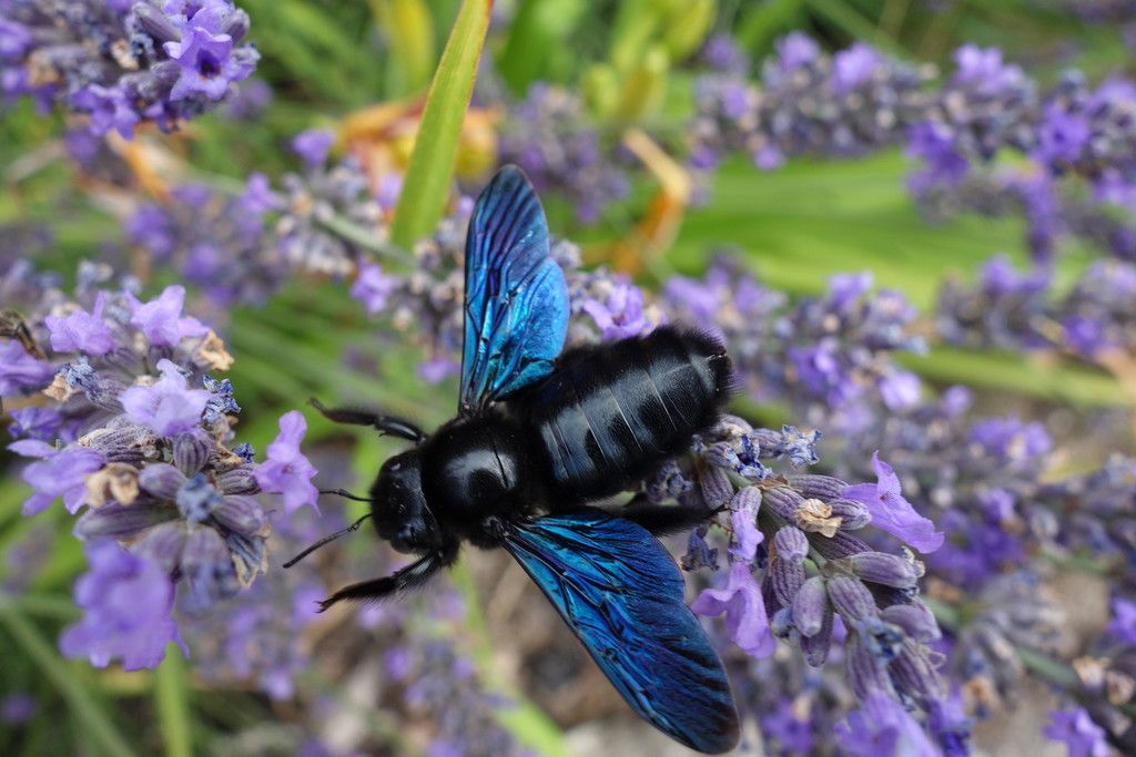 Carpenter bees (Genera Xylocopa and Ceratina)