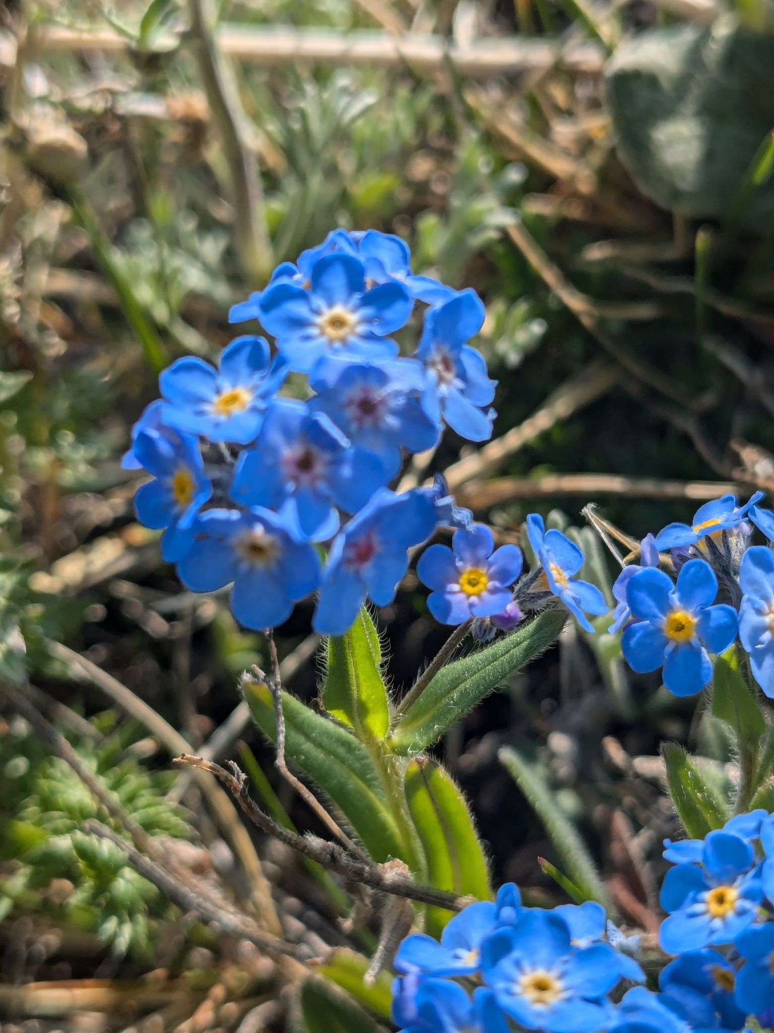 Borage family natives (*Boraginaceae* (native genera))