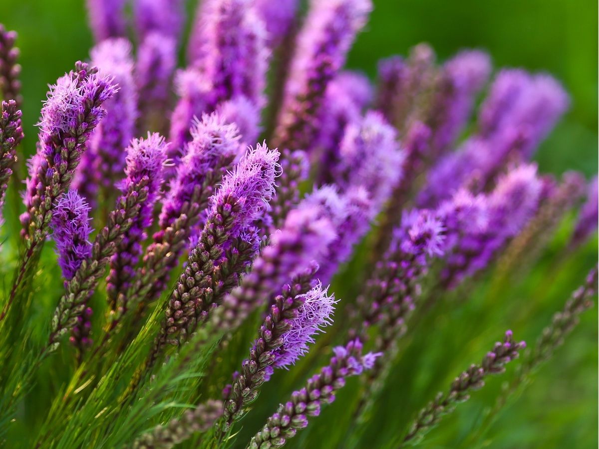 F_wildflowers-herbaceous-perennials-blazing-stars (2).jpg