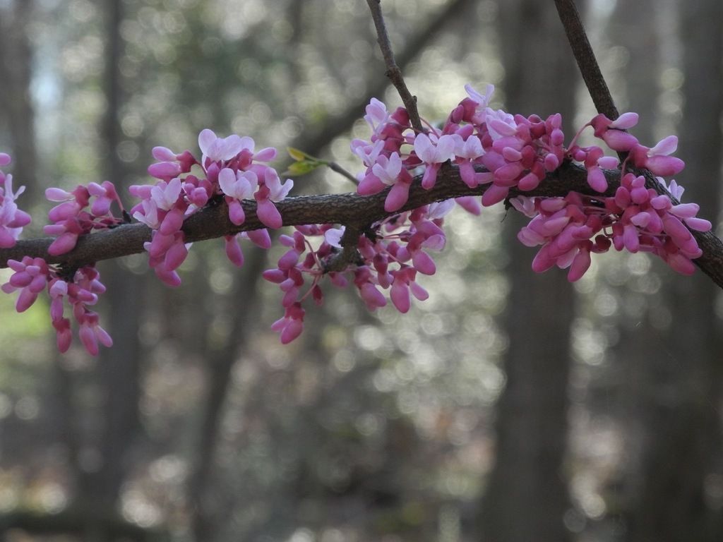 Redbuds (*Cercis*)