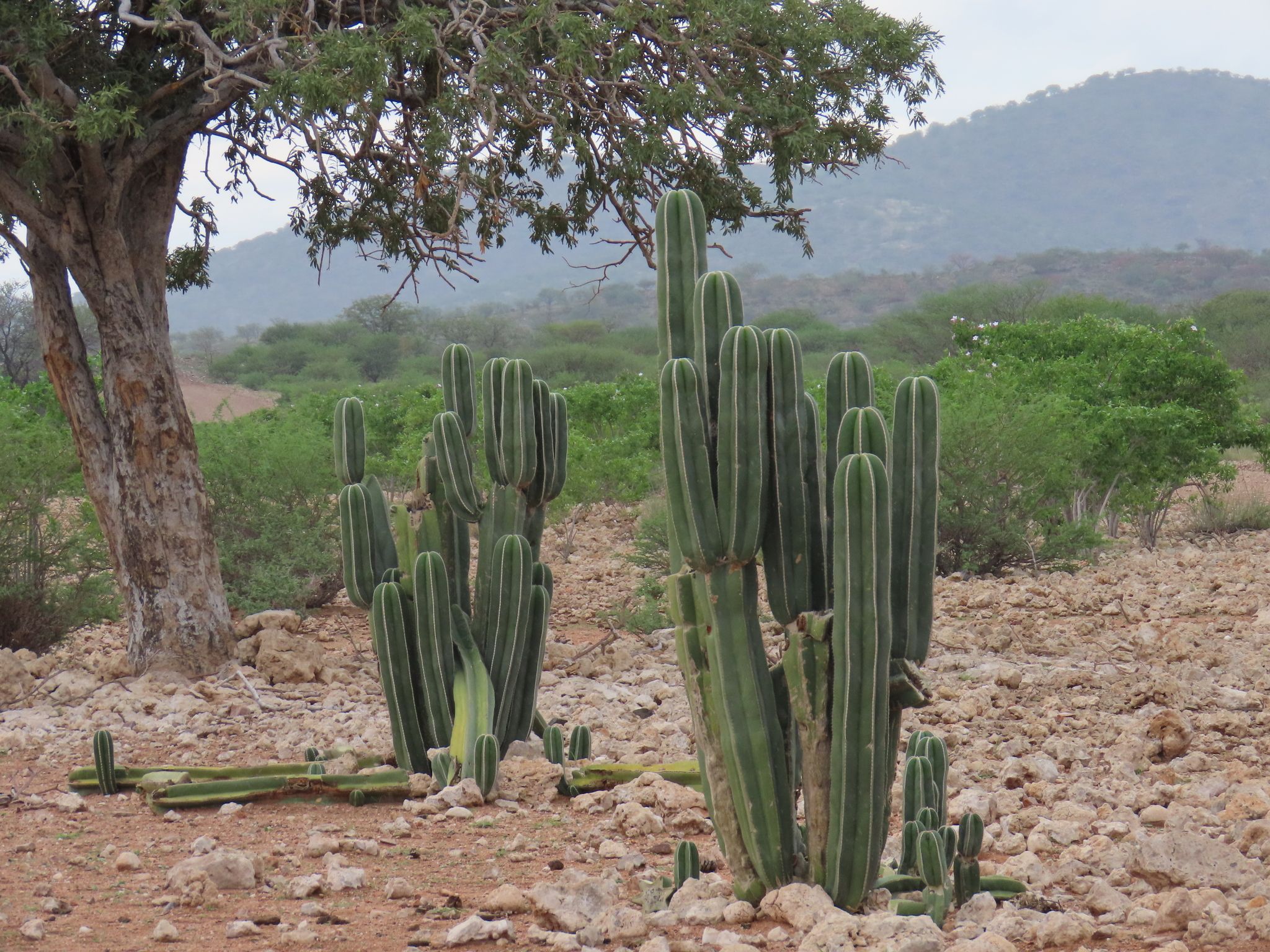 Columnar cacti (*Multiple genera (region-dependent)*)