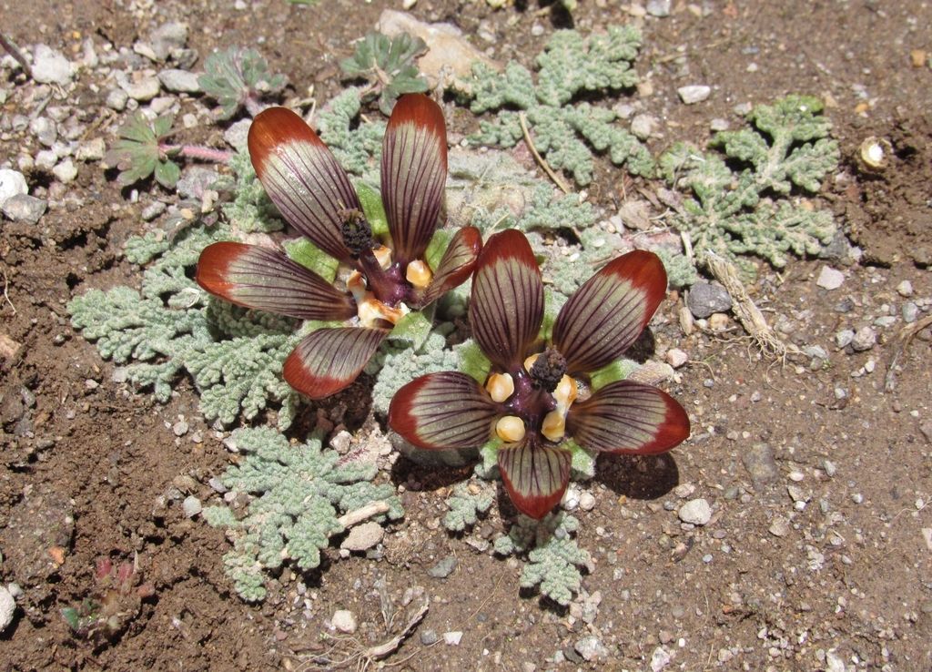 Mallows (Malvaceae (native genera))