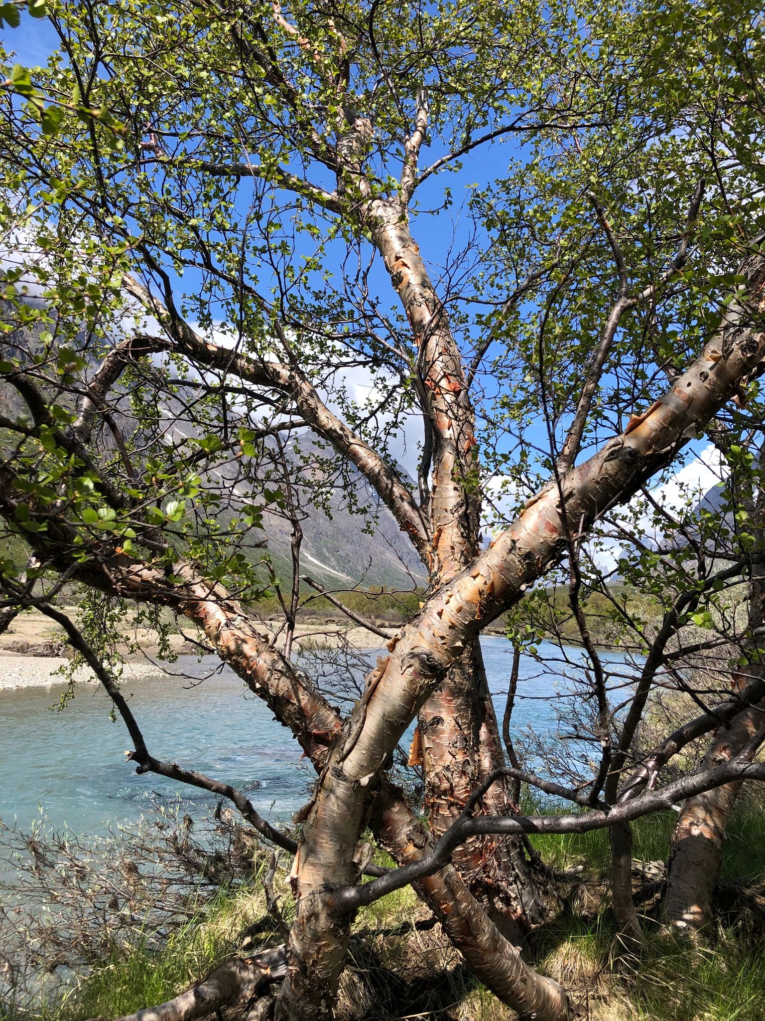 Birches (*Betula* (genus))