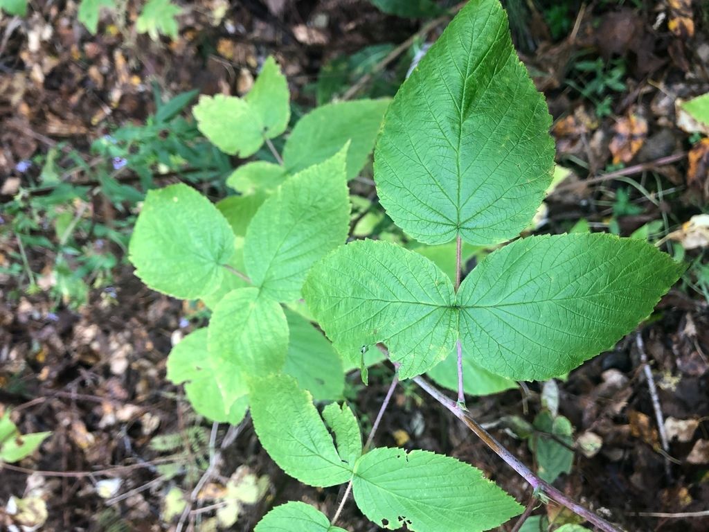 Blackberries & raspberries (Rubus (genus))