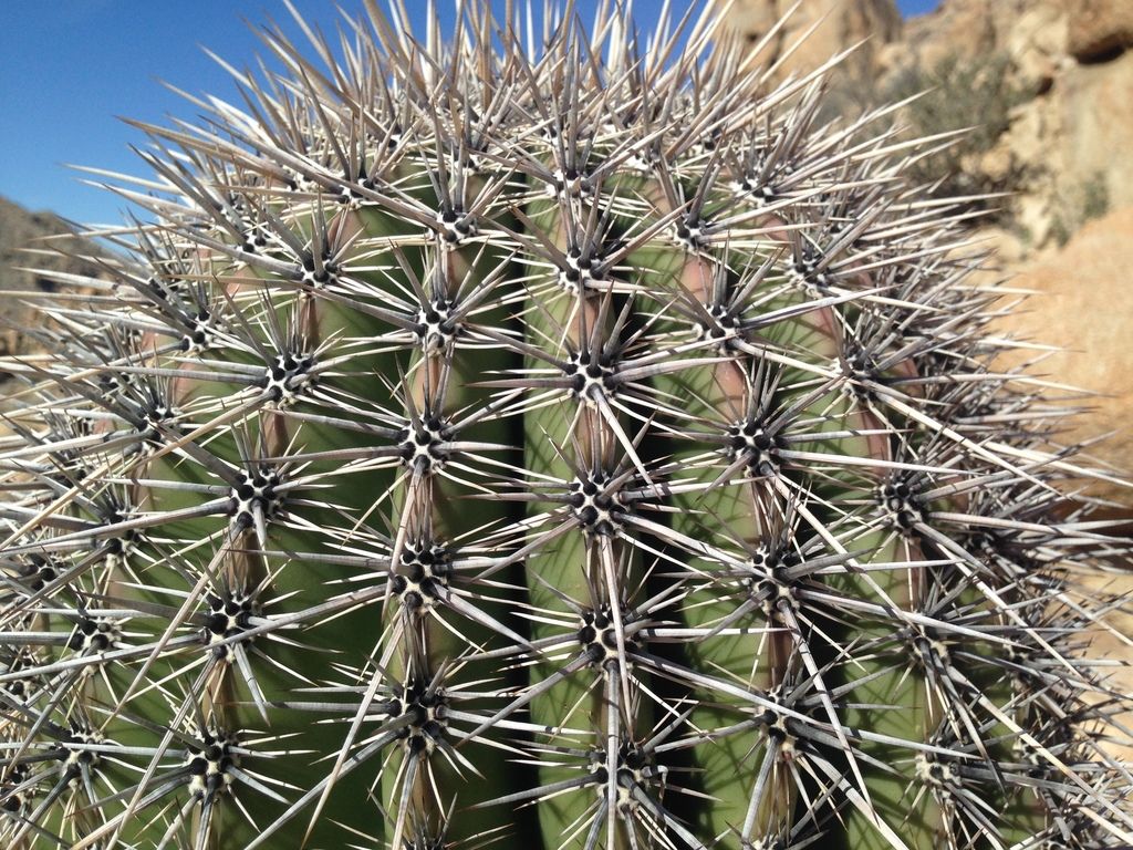 Saguaros (Carnegiea gigantea)