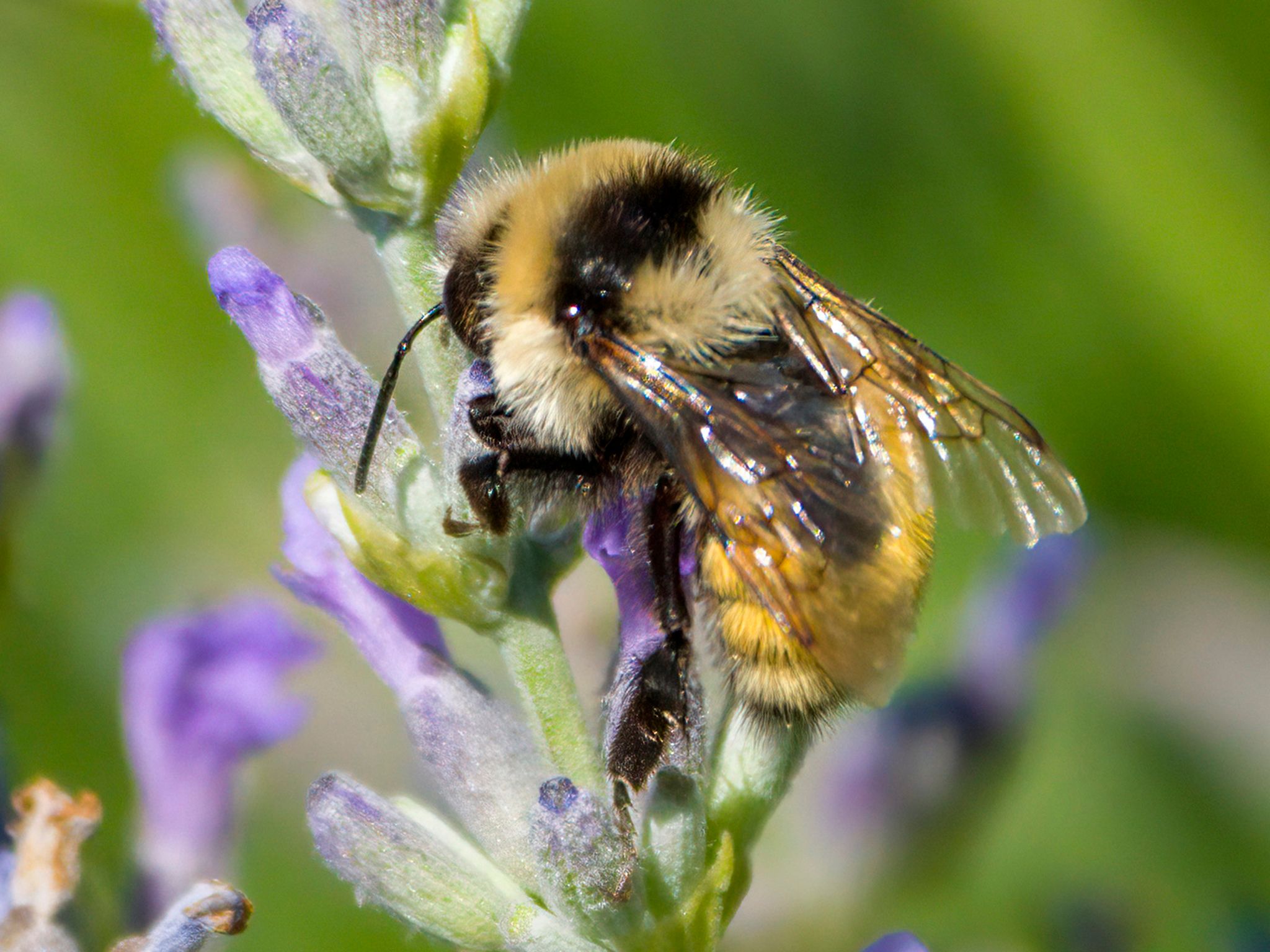 Bumble bees (Genus Bombus)