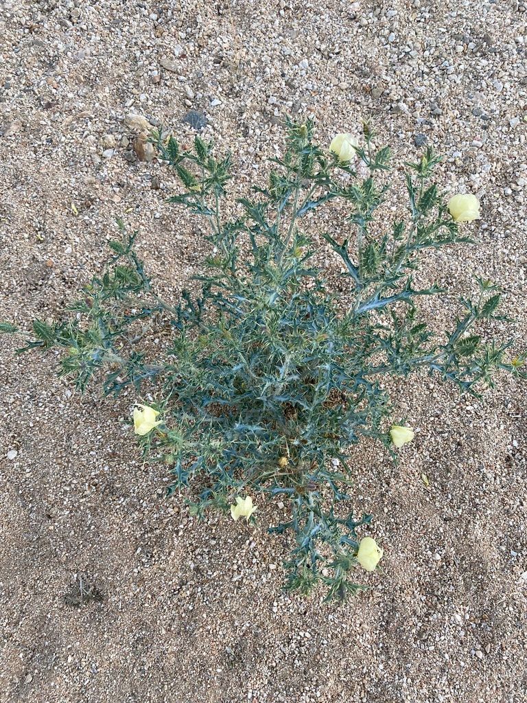 Prickly poppies (Argemone spp.)