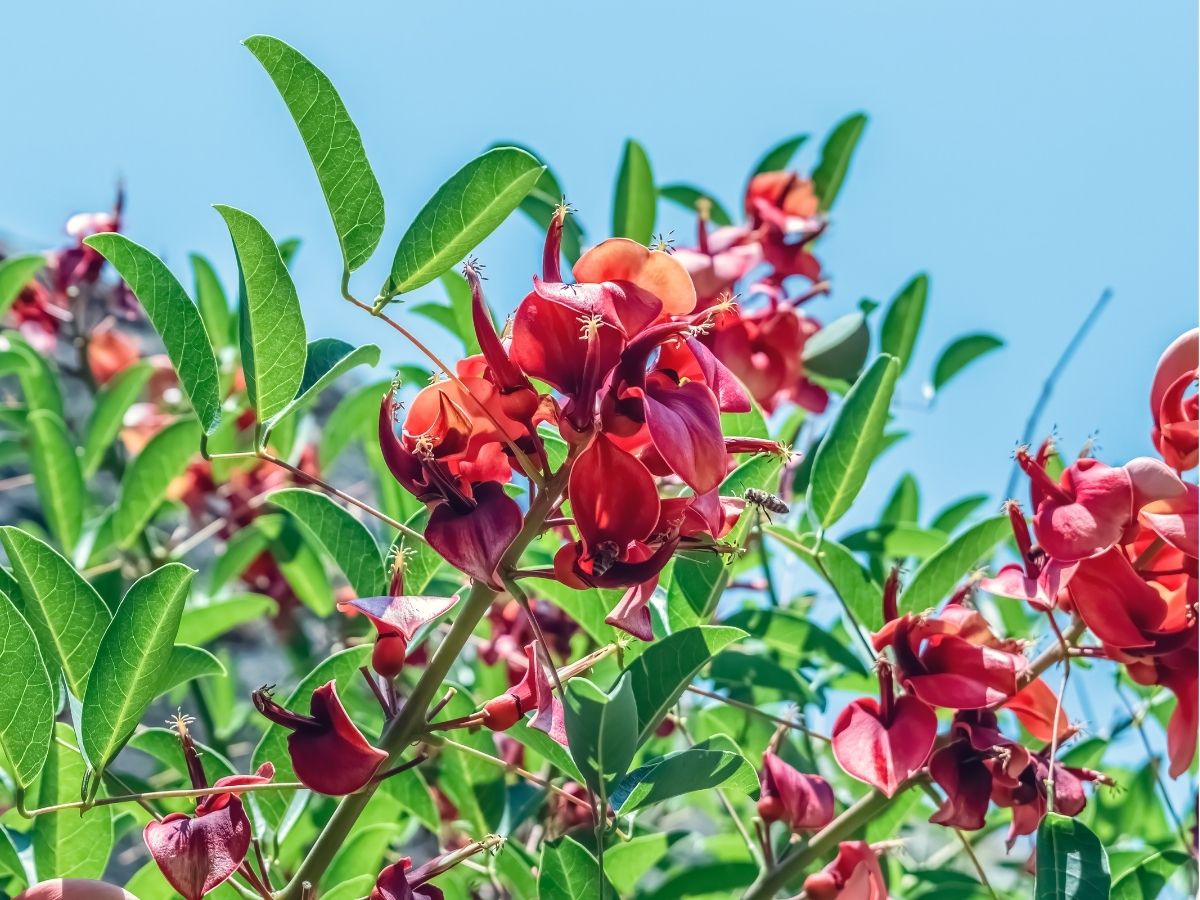 trees-erythrinas-mexico (5).jpg