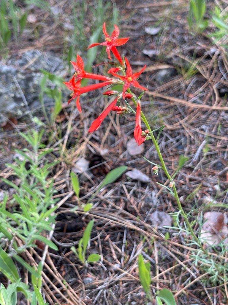 Ipomopsis (Ipomopsis spp.)