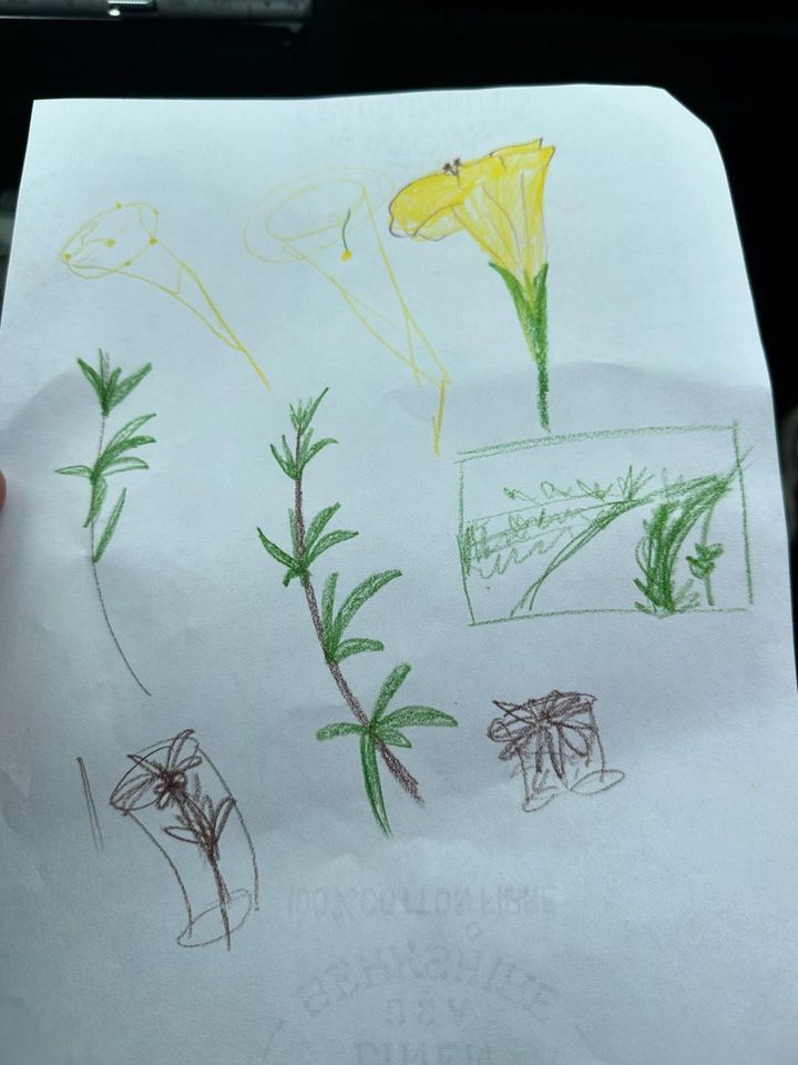 Monkeyflowers (Mimulus spp. & Erythranthe spp.)