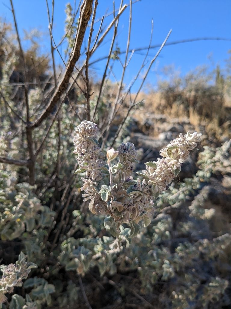 Desert lavender (Hyptis spp.)