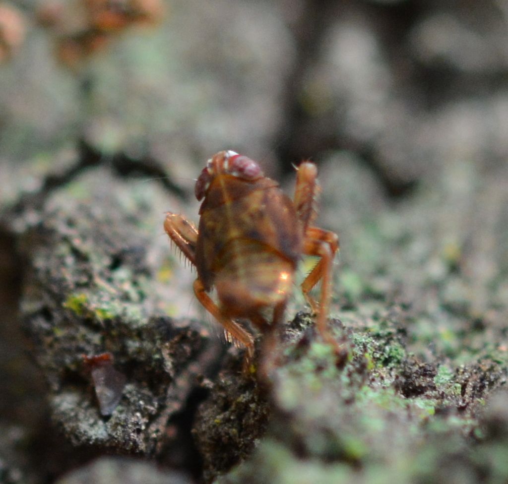Mississippi Valley Loess Plains