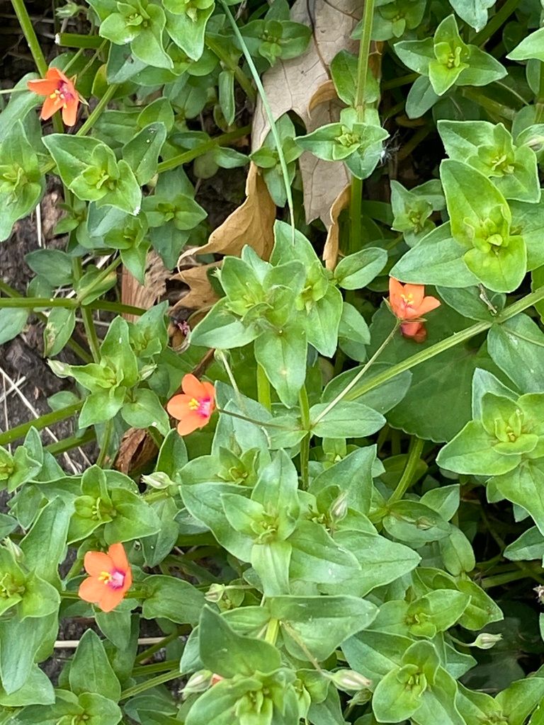 Loosestrifes (native) (Lysimachia (native species))